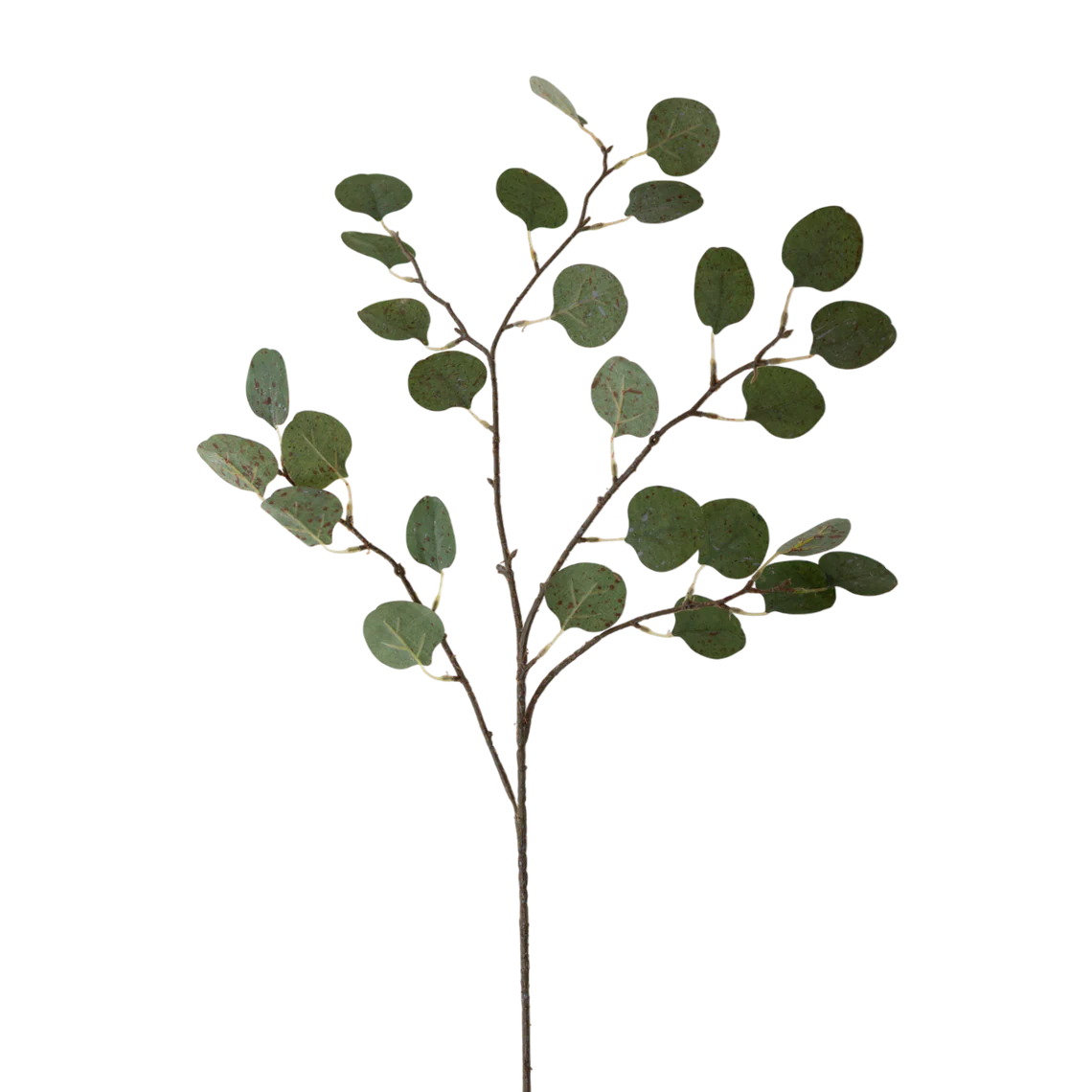Eucalyptus 20"