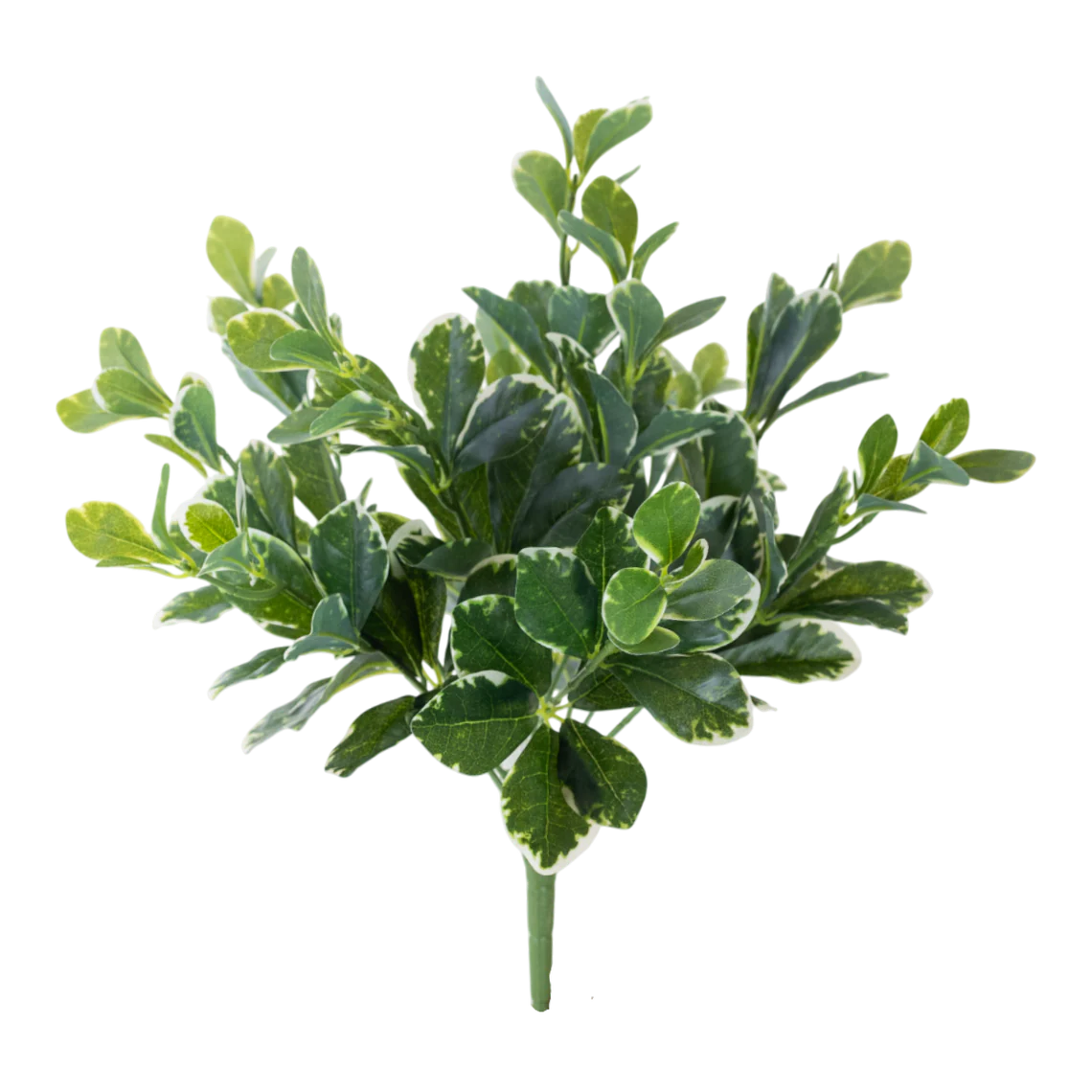 Pittosporum Variegated Bush