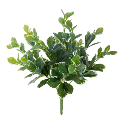 Pittosporum Variegated Bush