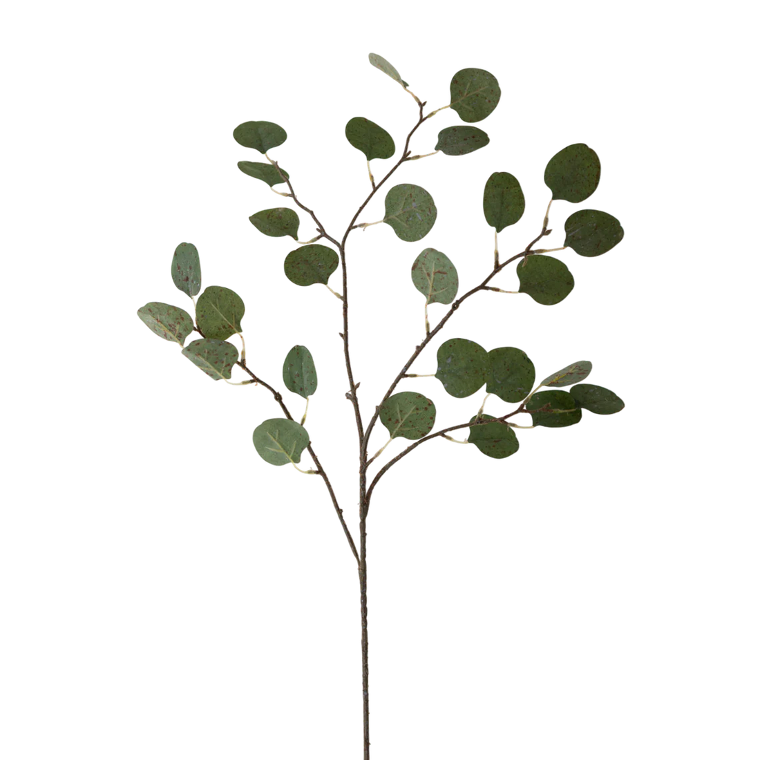 Eucalyptus 20"