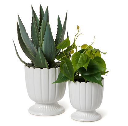 Scalloped Edge Planter