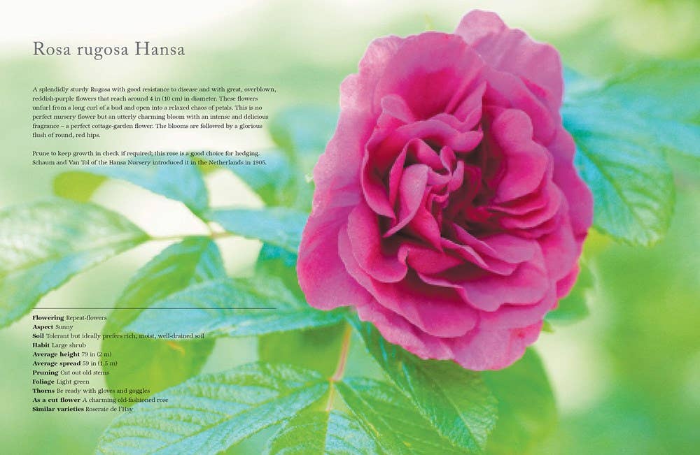 Gibbs Smith - Vintage Roses: Beautiful Varieties for Home & Garden